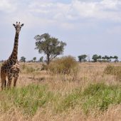  The Serengeti, TZ